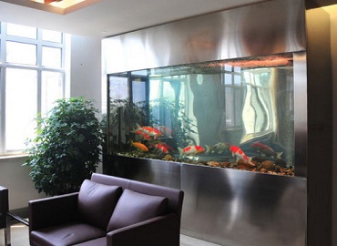 饲养风水鱼须知