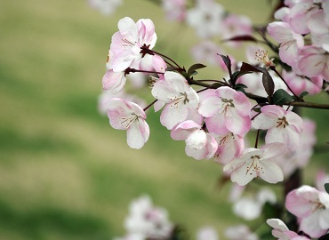 适合户外庭院的风水绿植