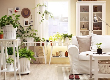 不是所有植物都能室内种植