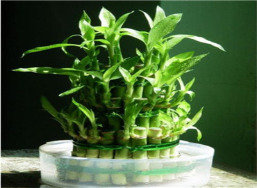 富贵竹风水，怎样养以及如何摆放！