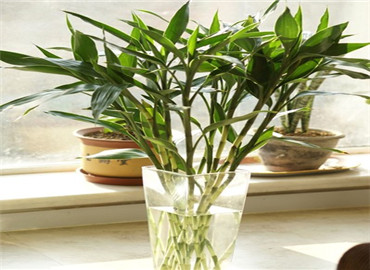 别墅客厅绿色植物风水有哪些？