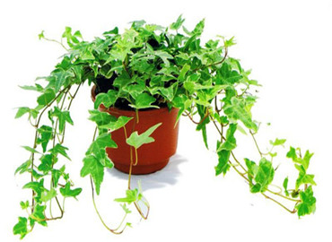 增加卫生间阳气的5大盆栽，卫生间装修风水必知！