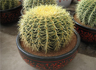 风水植物如何摆?3大兵法教会你！