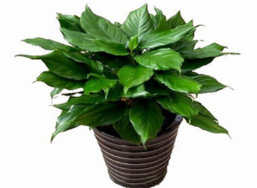 添财保平安!家居风水植物有讲究！