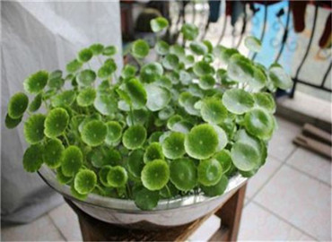 2016这些植物带回家发大财！