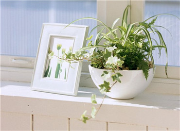 家居风水植物大全解析！