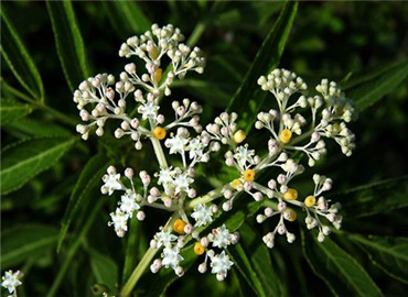 学起来！家居养花风水你知道多少?