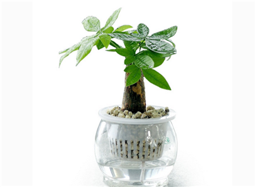 旺财风水植物以及物件！