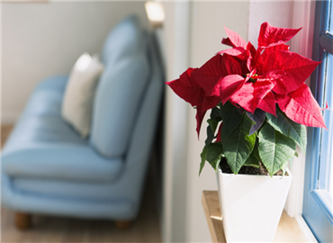 植物风水解读！