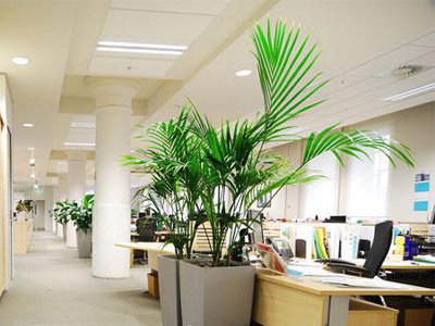 办公室植物摆放风水