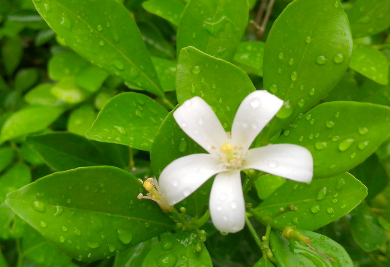 客厅植物摆放风水