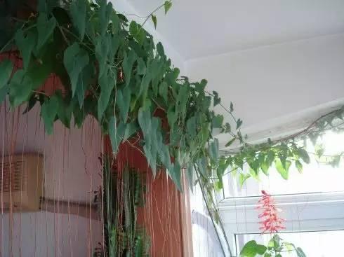 这样植物窗帘真的就不要买窗帘了!