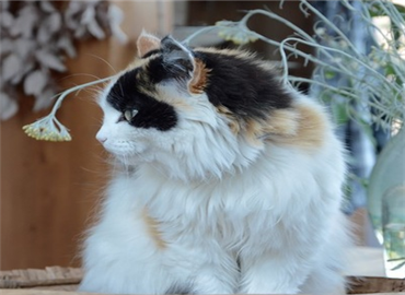 生活不仅是诗和远方 还有一屋一猫