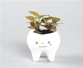 陶然居无土家园，把大自然带回家！