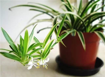 不看不知道 原来绿植有这么多好处