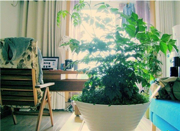 想要绿色又环保的家 看这个就对了