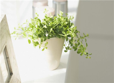 盆栽风景虽好 但禁忌你都清楚吗？