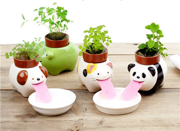 随手种下的小清新 竟是一片小王国？