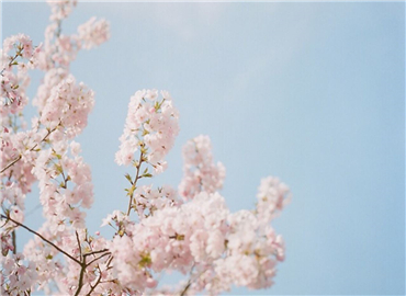 又是一季繁花相送 你的陌上花何时开？