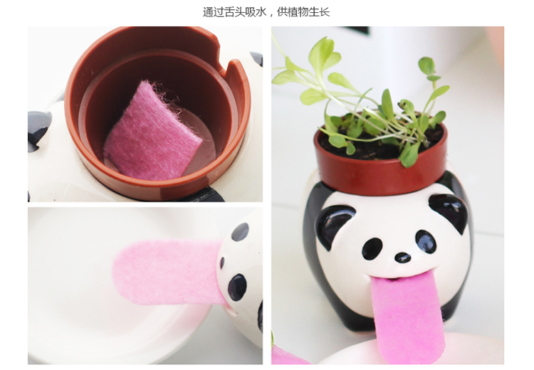 自吸水创意绿色小青蛙造型小盆栽创意园艺装饰7