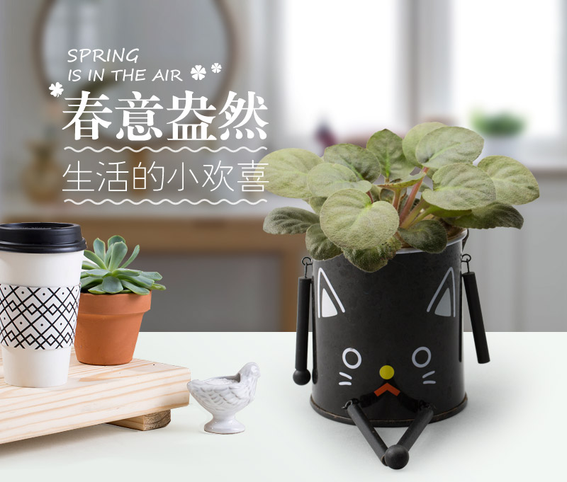 创意迷你铁甲盆栽 办公室桌面绿色小植物 TJPZ1