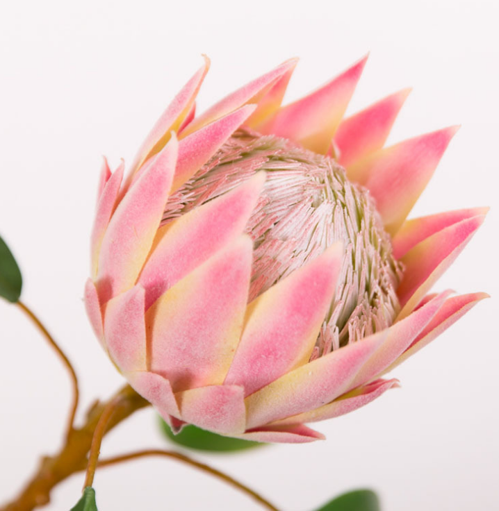 [花语轩]环保软胶仿真花朵大帝王花南非普蒂亚花海神花装饰家装摆设